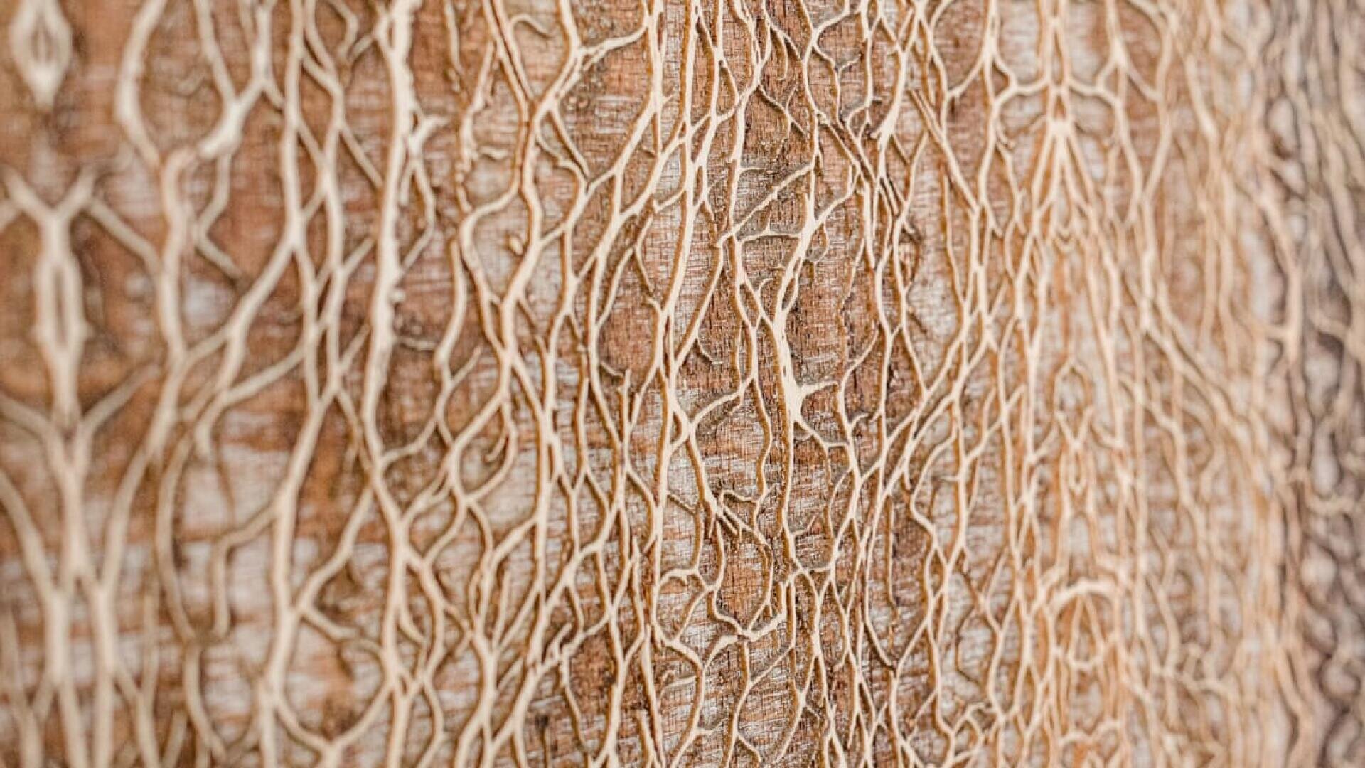 Nahaufnahme einer braunen Baumrinde mit komplizierten, aderartigen Mustern und Texturen, die natürliche Linien und Rillen in verschiedenen Beige- und Brauntönen zeigen.