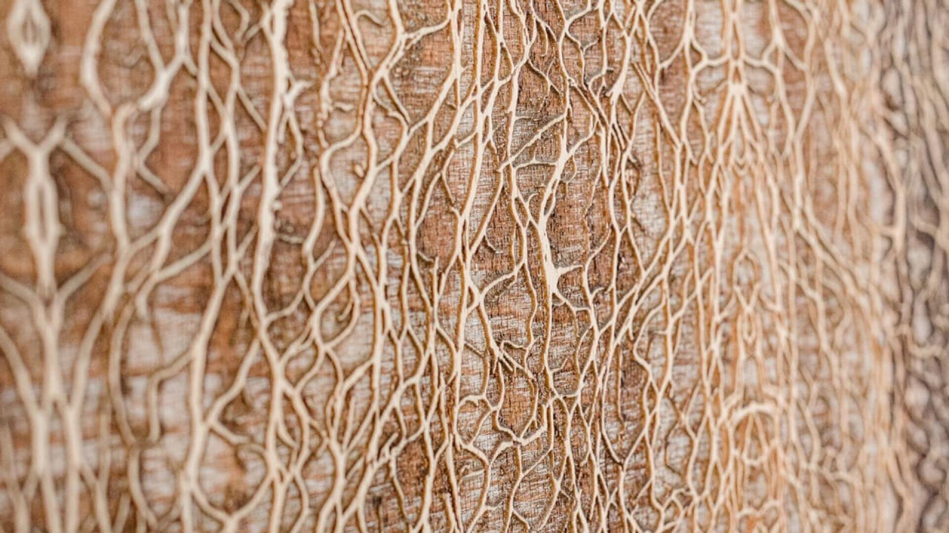 Vue rapprochée d'une écorce d'arbre présentant des motifs complexes et texturés de lignes claires en relief sur un fond brun, créant un motif organique et naturel.