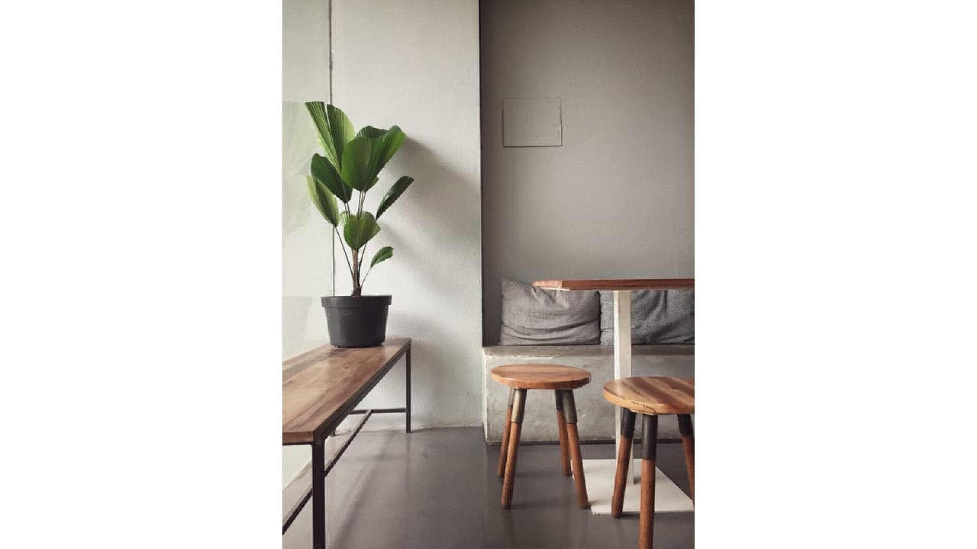 Intérieur de café minimaliste avec une plante en pot sur un banc en bois, deux tabourets en bois, une petite table et une banquette coussinée grise contre un mur gris clair. La lumière naturelle éclaire la scène.
