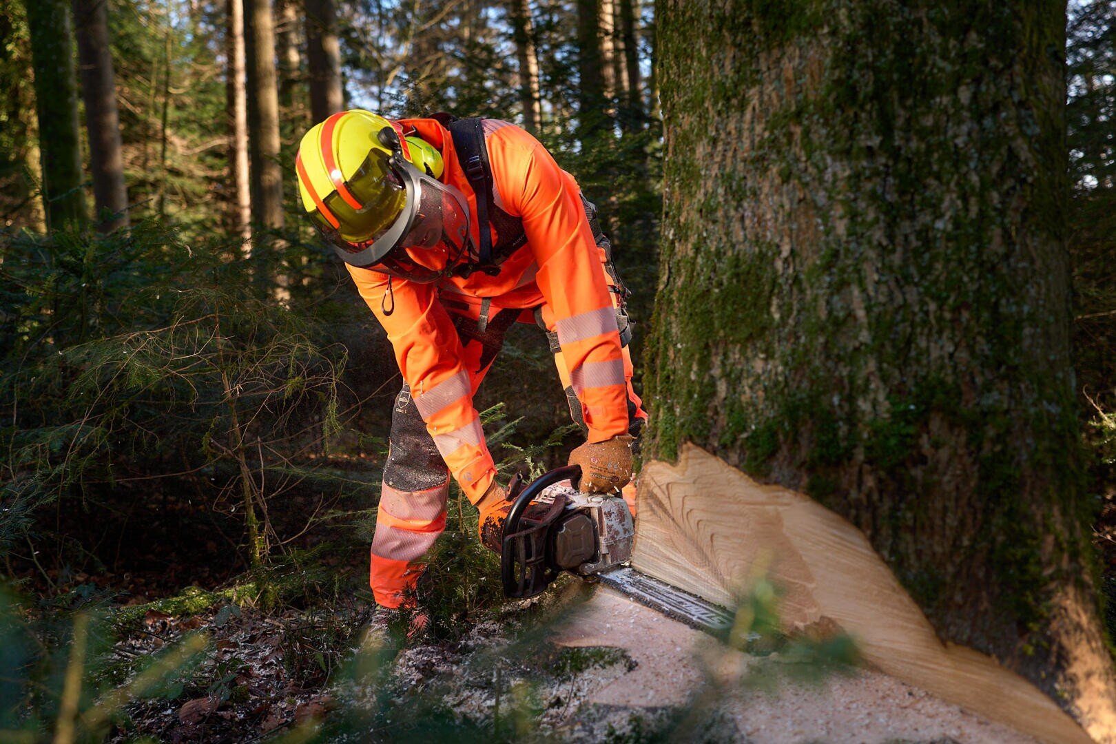 Une personne portant un équipement de protection et un casque orange vif utilise une tronçonneuse pour abattre un grand arbre dans une forêt, se concentrant intensément sur son travail tandis que des copeaux de bois volent.