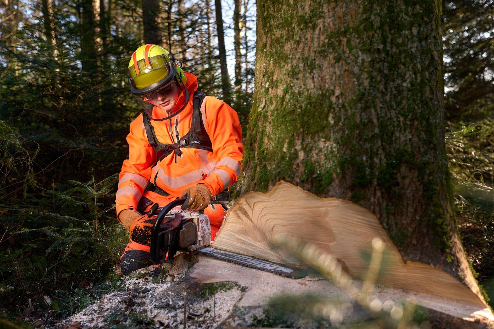 Eine Person in leuchtend orangefarbener Schutzausrüstung und mit Helm fällt mit einer Kettensäge einen großen Baum im Wald. Auf dem Boden rund um den Baumstamm ist Sägemehl zu sehen.